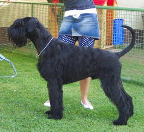 Aron vom Raubenhof (Ronja+Jef)