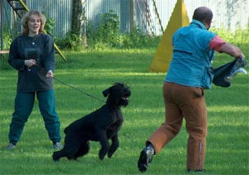 Cheynee - oblastní vítěz - OV, nejlepší VK, nejlepší knírač výstavy, (res.CACA, res.CACIB - Wells 2004