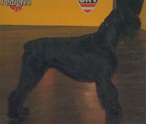 Cheynee - oblastní vítěz - OV, nejlepší VK, nejlepší knírač výstavy, (res.CACA, res.CACIB - Wells 2004